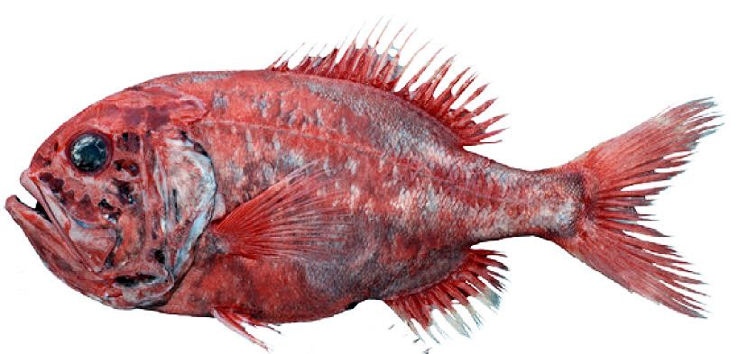 Hoplostethus atlanticus_02.jpg